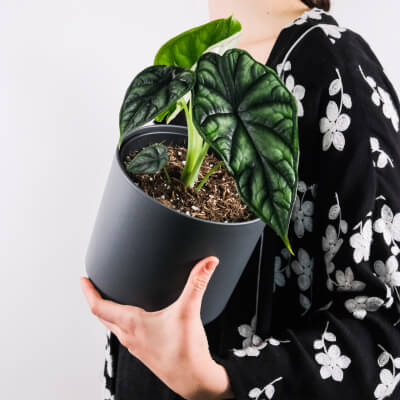 About Plants Store Gallery Img 4