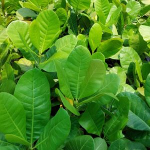 Cashew Grafted Plant Goa 1