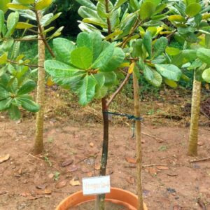 Cashew Grafted Plant Vengrula 4