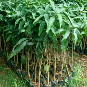 Mango Grafted Plants Amrapali