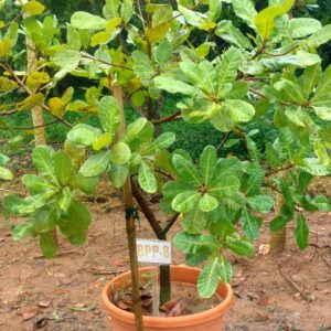 Cashew Grafted Plant BPP8