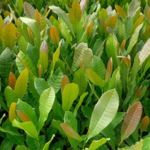 Cashew Grafted Plant Seeding