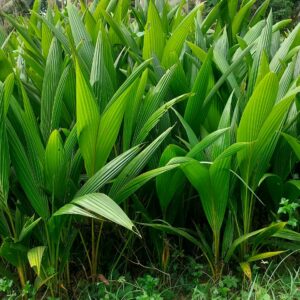 Cocoanut Plants