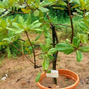Cashew Grafted Plant Jagannath