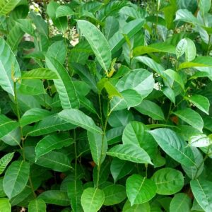 Jackfruit Plants