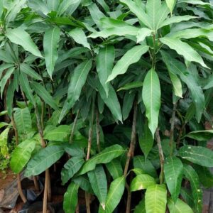 Mango Grafted Plants Dasahari