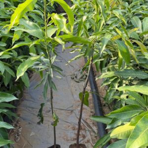 Mango Sapling Plants