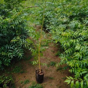 Neem Plants