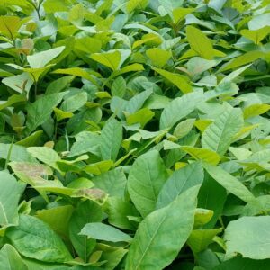 Teak Plants