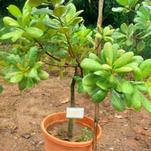 Cashew Grafted Plant V 7