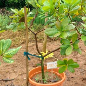 Cashew Grafted Plant VRI 3
